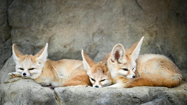 Quelle est la bonne fréquence de coupe des griffes pour un fennec domestique?