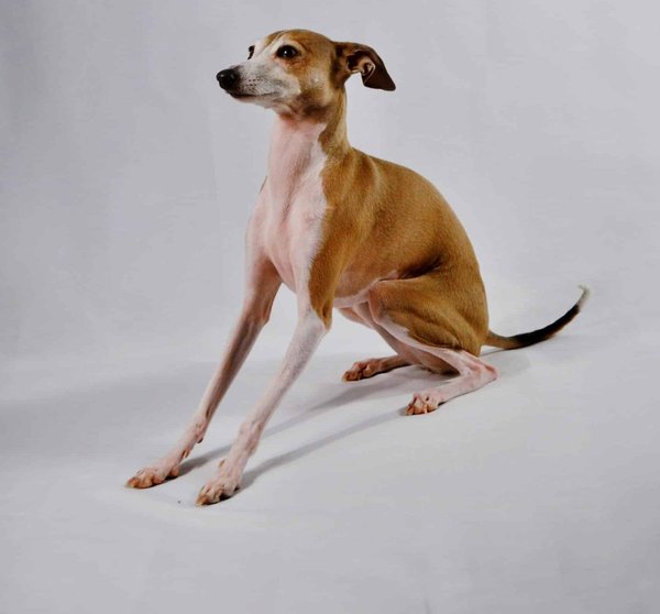 Quel est le processus d'apprentissage d'un chien de race Greyhound pour une cohabitation paisible avec d'autres petits animaux?