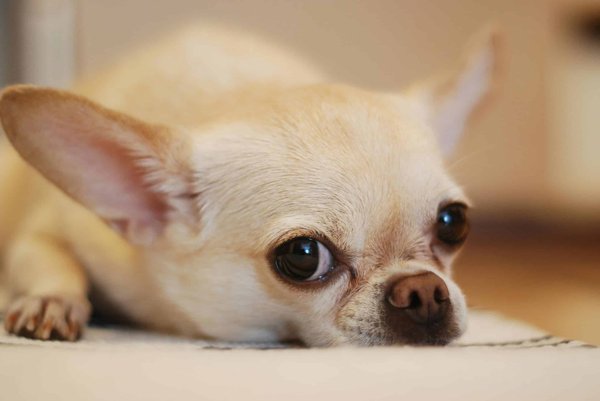 Comment établir des routines pour un chien de race Chihuahua souffrant d'anxiété chronique?