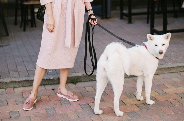 Quelles sont les techniques de dressage adaptées à un chien de race Akita Inu rétif?